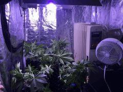 JDC 1: COCO