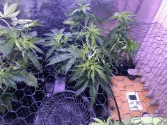 g24