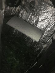 flo1 (Copier)