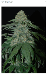 holy grail kush