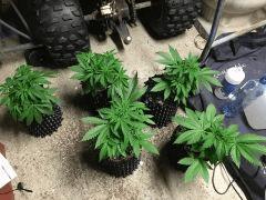 g13