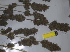 Cut (8)