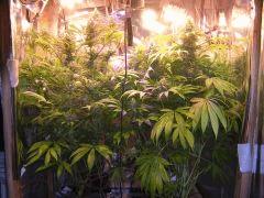 C 78 S 36 F 27 Le 24 03 17 (6)