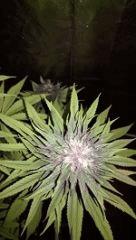 IMG 20170117 200318 Flo 40