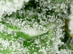 Honey Cream F+54
