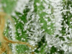 Sour Diesel 1 F+54