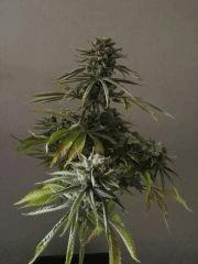 Honey Cream F+54