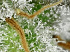 Sour Diesel 2 F+54
