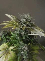 Sour Diesel 2 F+54