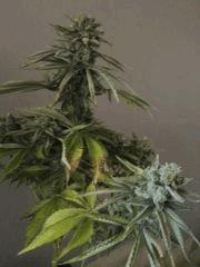 Honey Cream F+54