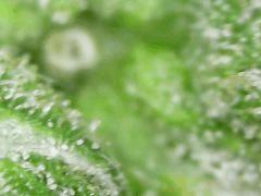 Trichomes Honey Cream F+49