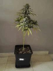 Honey Cream F+54