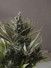 Sour Diesel 1 F+54