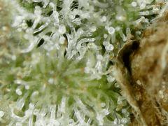 Honey Cream F+63 => CUT