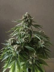 fruit spirit F+54