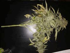 Honey Cream CUT