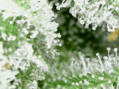 Trichomes Honey Cream F+49