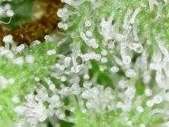 Trichomes Honey Cream F+49