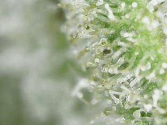 Trichomes Honey Cream F+49