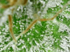 Sour Diesel 1 F+54