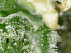 Honey Cream F+63 => CUT