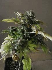 Sour Diesel 2 F+54