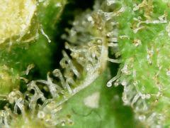Honey Cream F+63 => CUT