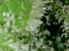 Honey Cream F+54