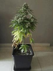 fruit spirit F+54