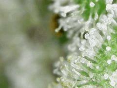 Trichomes Honey Cream F+49