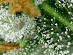 Fruit Spirit F+54