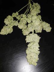 Honey Cream CUT