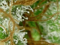 Sour Diesel 2 F+54