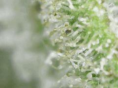 Trichomes Honey Cream F+49