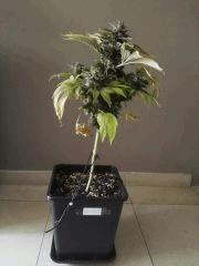 Sour Diesel 2 F+54