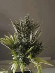 Sour Diesel 1 F+54