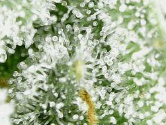 Trichomes Honey Cream F+49