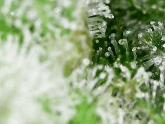 Trichomes Honey Cream F+49