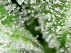 Honey Cream F+63 => CUT