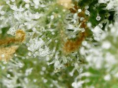 Honey Cream F+63 => CUT