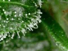 Sour Diesel 2 F+54