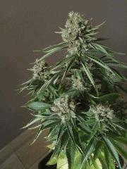 fruit spirit F+54