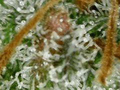 Sour Diesel 2 F+54