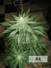 F+14