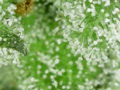 Honey Cream F+63 => CUT