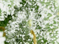 Trichomes Honey Cream F+49