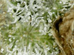 Honey Cream F+63 => CUT
