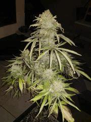 Honey Cream CUT