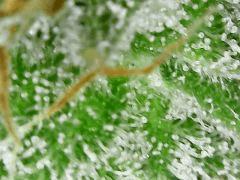 Sour Diesel 1 F+54