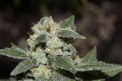 AK47-Phéno2 en cloque ^^. (Papa BlueBerry)